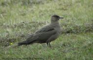 Dark Phase Arctic Skua, Stercorarius parasiticus